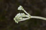 Longleaf buckwheat